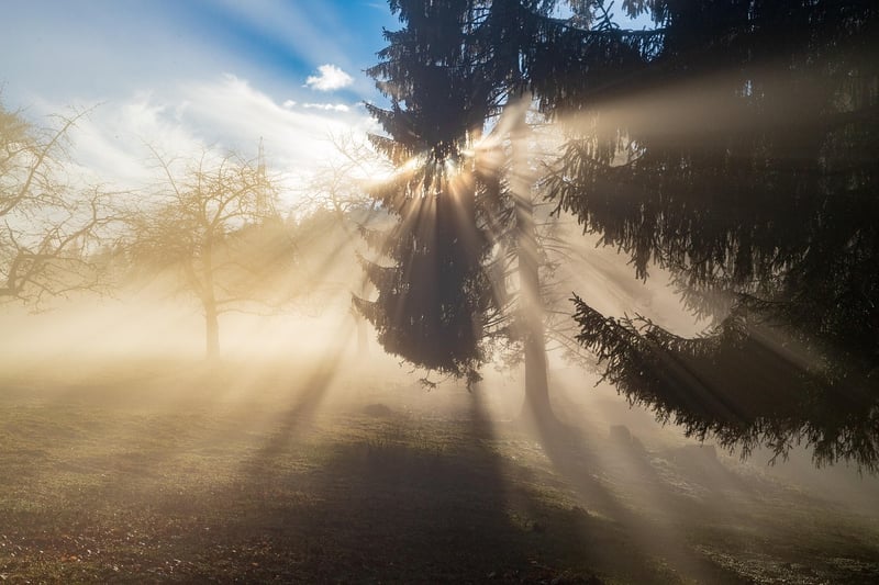 mysterious forest